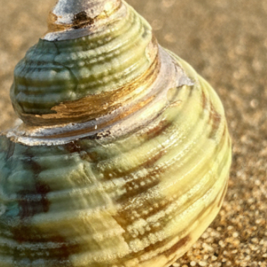 Single Green Shell Necklace