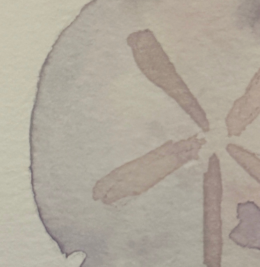 Sand Dollar Note Card by Alayna