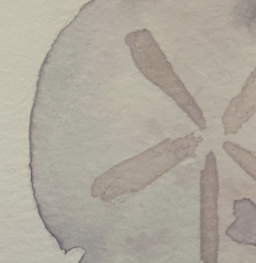 Sand Dollar Note Card by Alayna